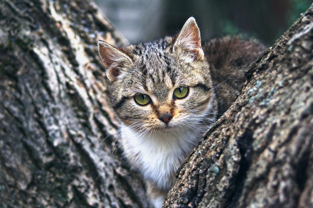 cat, kitten, nature, pet, animal, tree