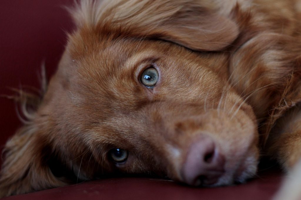 puppy, sweet, portrait, young, adorable, pet, puppy, puppy, puppy, puppy, puppy