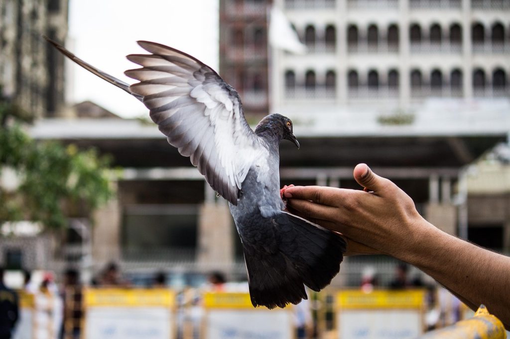 pigeon, bird, nature, flying, pet