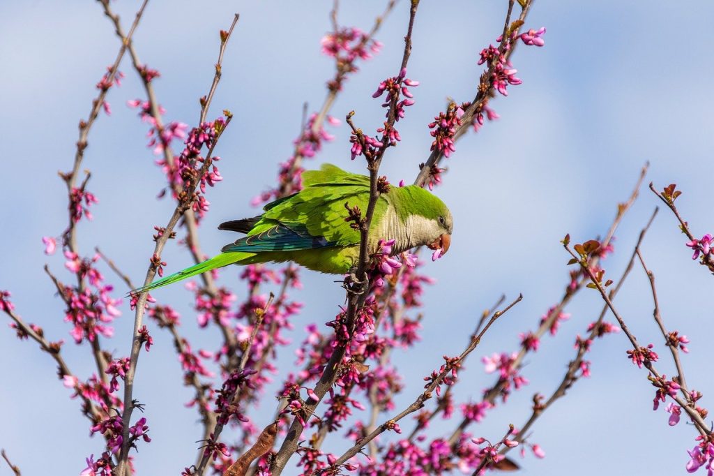 parrot, bird, nature, animal, wildlife, era, plumage, beak